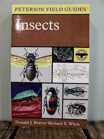 Peterson: Insects